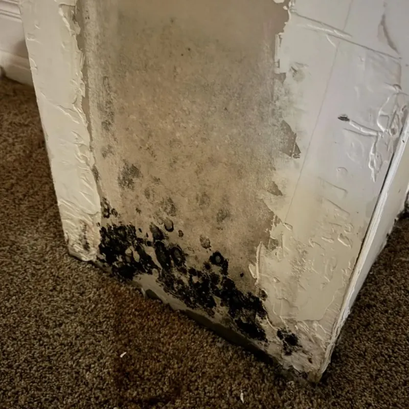 Professional Mold Removal in Spencer, MA